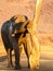 Elephant rubbing itself against old dead tree in South Africa