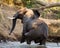 Elephant runs away. Zambia. Lower Zambezi National Park. Zambezi River.