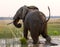 Elephant runs away. Zambia. Lower Zambezi National Park. Zambezi River.