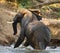 Elephant runs away. Zambia. Lower Zambezi National Park. Zambezi River.