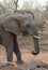 Elephant`s close-up during a safari in the Savanna