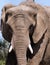 Elephant\'s Head