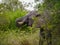 Elephant`s hiding behind a tree while drinking in Kruger Nationalpark