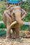 Elephant`s lunch. The elephant chewing a dry tree trunk