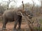 Elephant`s portrait during a safari in the Savanna