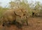 Elephant`s portrait during a safari in the Savanna