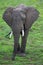 Elephant on Safari, Africa, Zambia