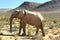 The elephant safari in cape town , south africa