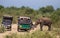 Elephant and safari vehicle in Sri Lanka