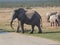 Elephant in safaripark South Africa while looking in camera