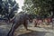 Elephant for sale in Sonepur cattle fair near Patna Bihar