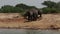 An elephant salutes along an African riverbank