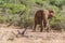 Elephant in The Savana of the Tsavo National Park, Kenya