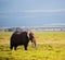 Elephant on savanna. Safari in Amboseli, Kenya, Africa