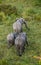 Elephant in the savanna. Shooting from hot air balloon. Africa. Kenya. Tanzania. Serengeti. Maasai Mara.