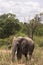 Elephant in savanna. Wild bush of Masai Mara.