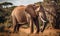 Elephant in the savannah of Amboseli National Park in Kenya