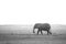 Elephant on Savannah Black and white