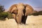 Elephant in the savannah, in Namibia, Africa