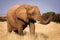 Elephant in the savannah, in Namibia, Africa