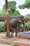 Elephant scratching against a tree