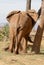 Elephant scratching seen from behind