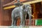 Elephant sculpture in Doi Suthep Temple