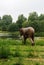 elephant sculpture made of invasive plants seen heading to drink water from a lake in a park