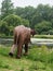 elephant sculpture made of invasive plants seen heading to drink water from a lake in a park