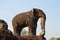 Elephant sculpture in the temple of East Mebon