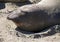 Elephant Seal