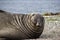 Elephant seal