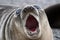 Elephant Seal