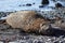 Elephant seal, Antarctica