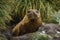 Elephant seal behind rock looking at camera