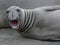 Elephant seal bellowing, big sur, california