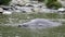 Elephant Seal close up