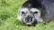 Elephant Seal close up