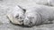 Elephant Seal close up