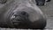 Elephant seal Close up