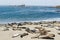 Elephant seal colony