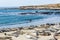 Elephant seal colony