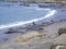 Elephant Seal colony