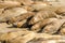 Elephant seal colony rests in the sun on the beach