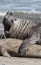 Elephant seal couple mating,