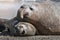 Elephant seal couple mating, Peninsula Valdes,