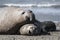 Elephant seal couple mating, Peninsula Valdes,