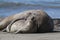 Elephant seal couple mating, Peninsula Valdes, Patagonia,