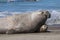 Elephant seal couple mating, Peninsula Valdes, Patagonia,