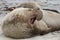 Elephant Seal - Falkland Islands